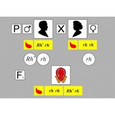 Модель-аппликация Наследование резус-фактора,  картонная карточка с магнитами
